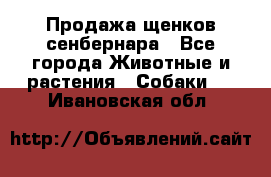 Продажа щенков сенбернара - Все города Животные и растения » Собаки   . Ивановская обл.